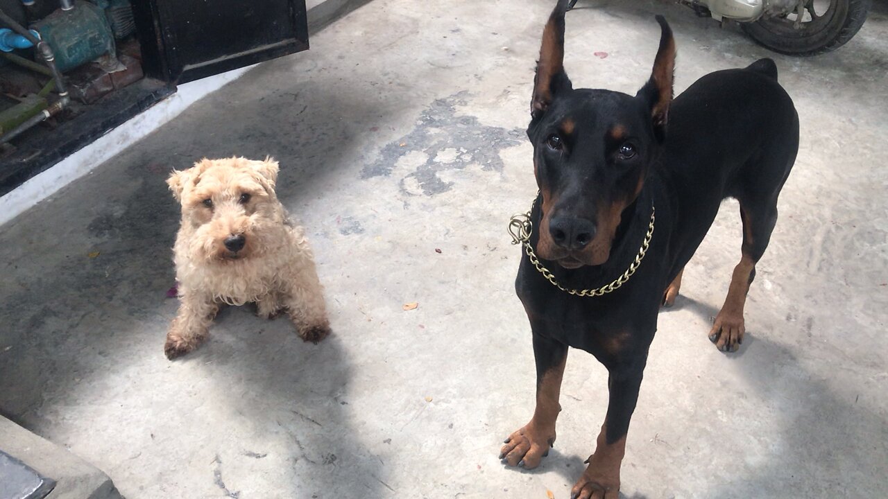 Doberman and Welsh Terrier Team