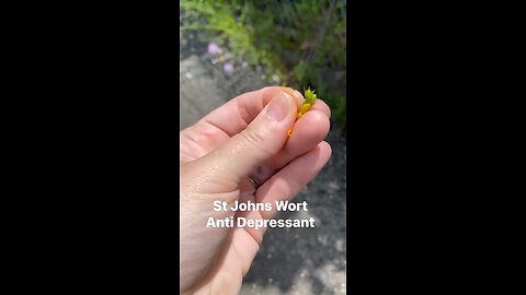 St Johns Wort, A Natural Antidepressant- Ep. 20