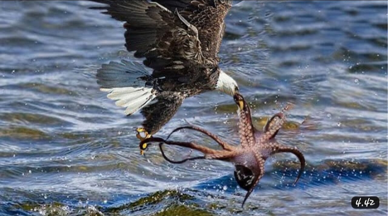 The Ocean Octopus Hunt Causes Death for the Eagle