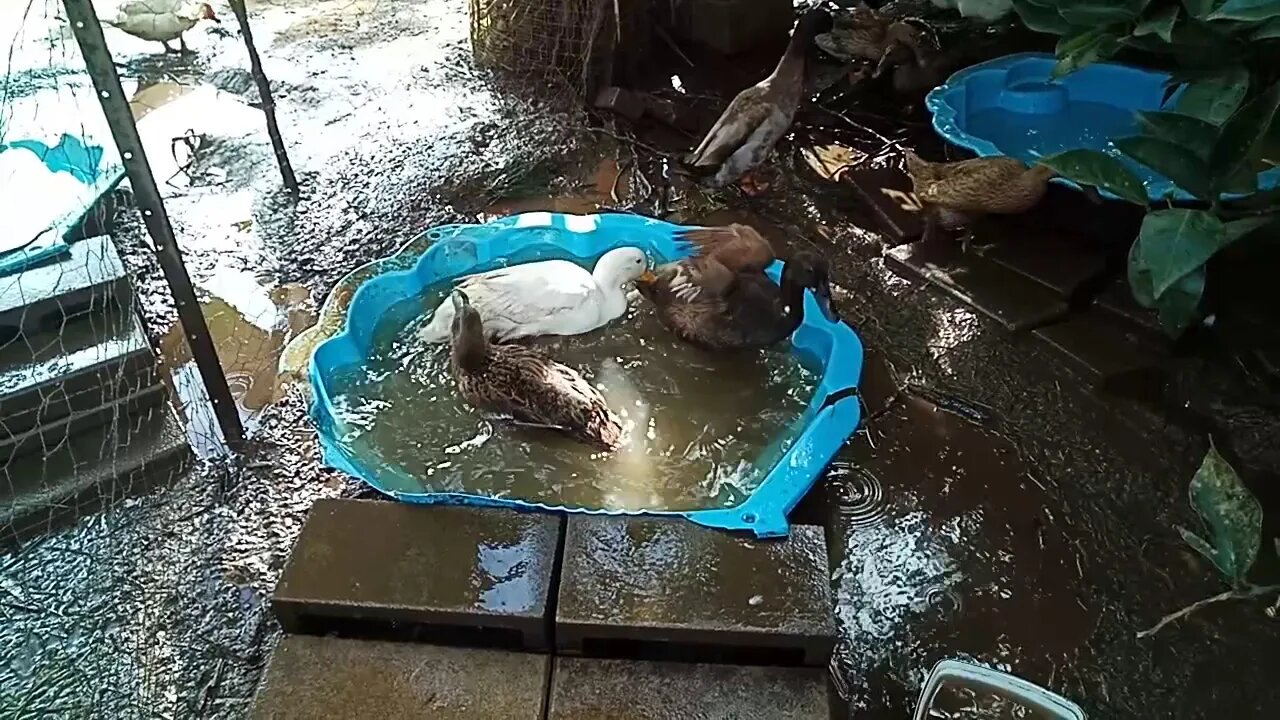 Indian Runner Ducks, having a swim - washing and cleaning ( 01/06/2020 )