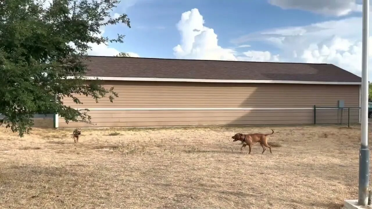 Fen and Duke playing around