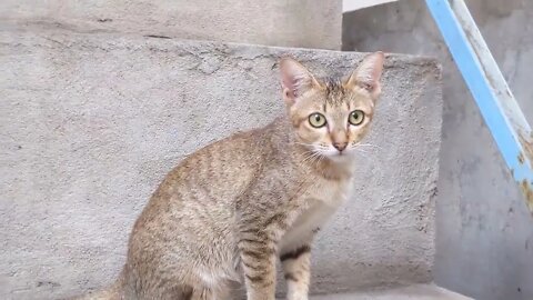 Cuide de gatos abandonados! Gato e gatos funny cats - inscreve-se no CANAL #shorts