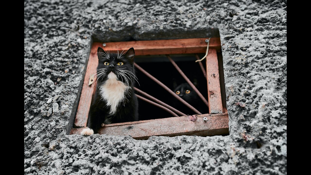 Funny animals compilation #76.