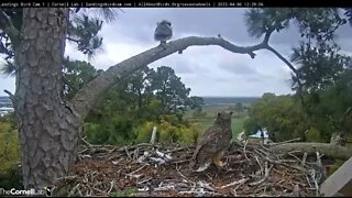 Coming Down Off The Branch 🦉 4/6/22 12:28