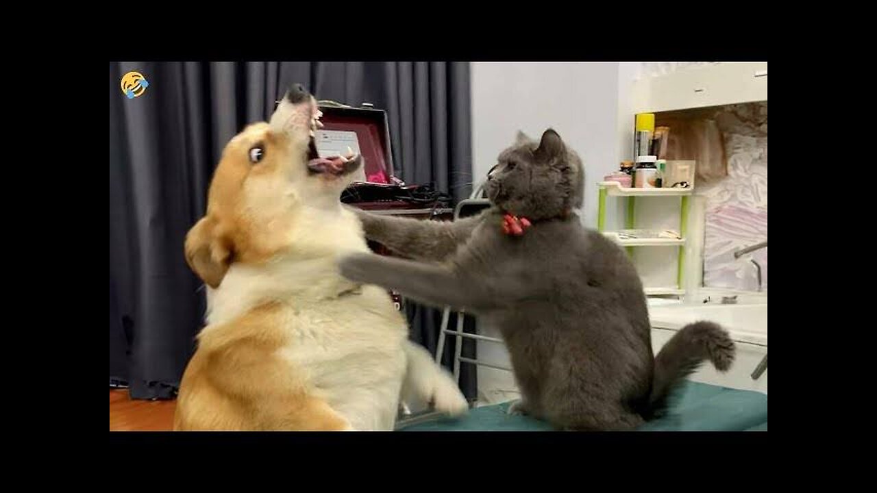 Funniest Animals 2024 😂 New Funny Cats and Dogs Videos 😻🐶 Part 2