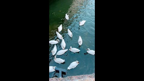 Feeding swan’s