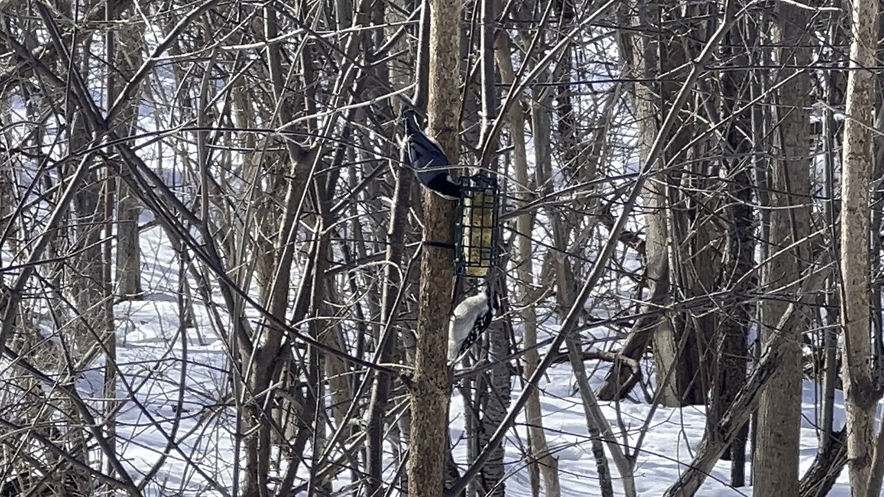 Downy wood pecker and nuthatch sharing lunch