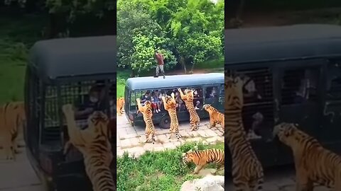 Tiger Dangerous Wild Animals - tiger vs humen - Wild Adventure