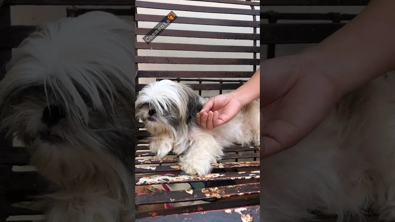 My Shih Tzu Puppy is a Picky Eater. WHY?