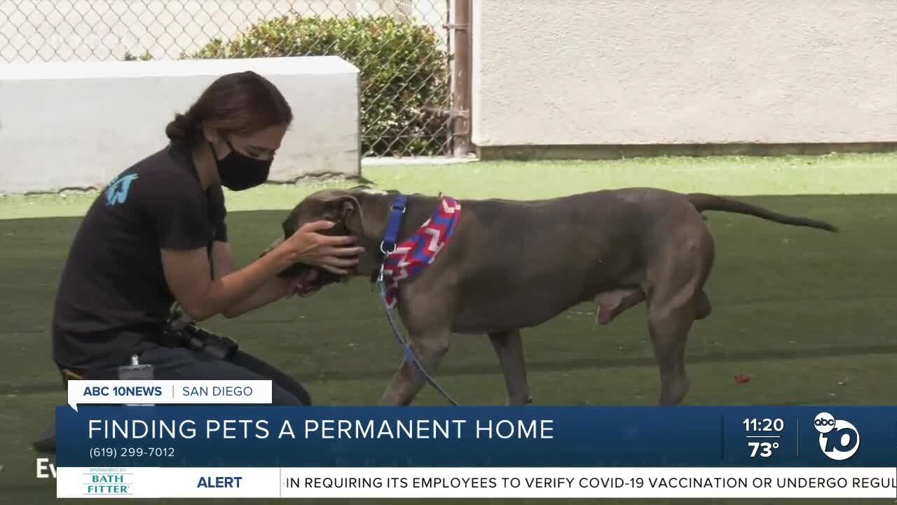 Pet of the Week: Bullet