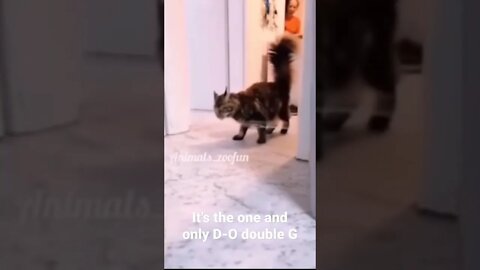 MEME is the one and only D-O double G #shorts