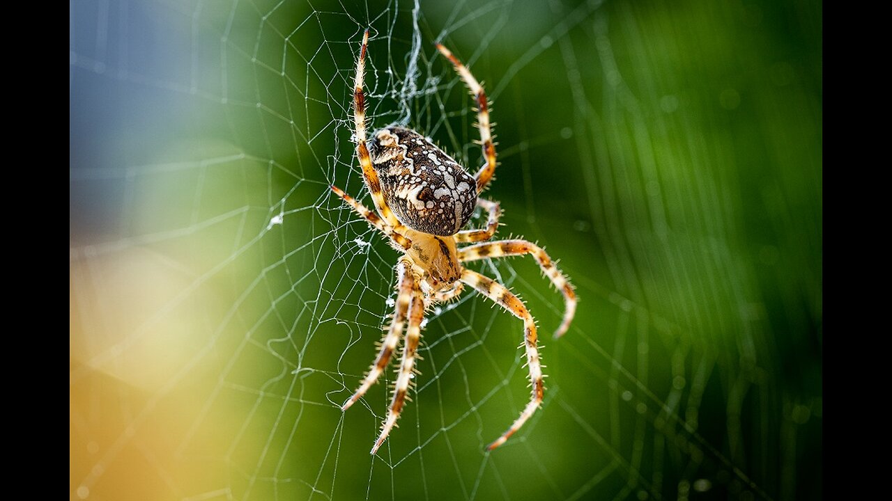 spider insect making a jala