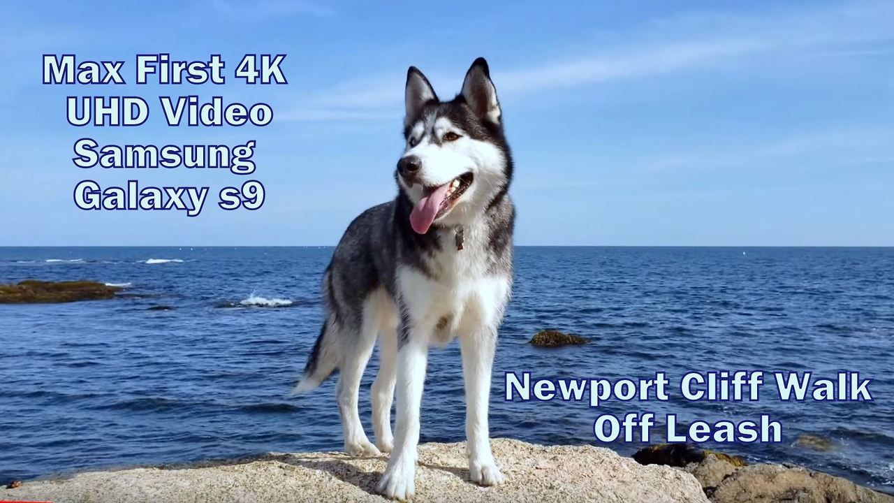 Siberian Husky Enjoys Off Leash Walk at Cliff Walk - 4K UHD By Samsung Galaxy S9 Open Box Testing