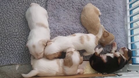 E & F Litter(2)