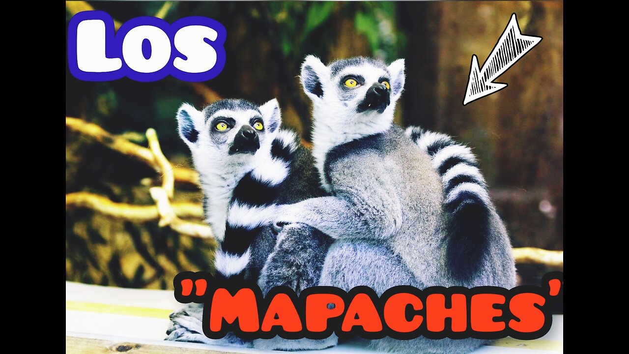 "Los mapaches: curiosos y adorables"