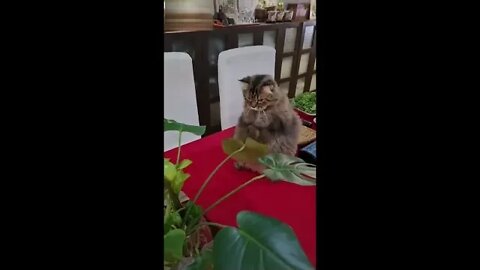 Cats-Funny cats video-Baby cats #3