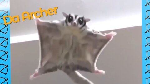 Adorable Sugar Gliders | Da Archer