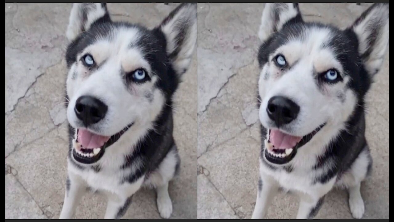 Husky cute reaction | husky funny moments |