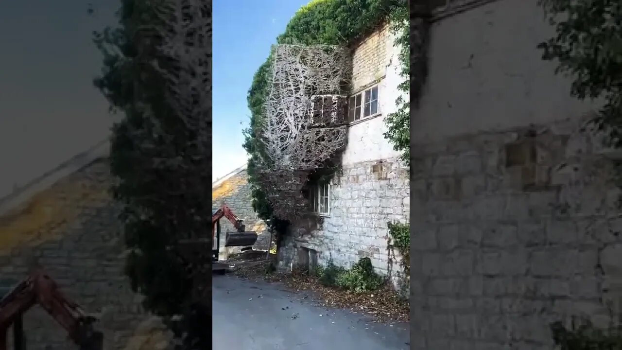 خلع شجرة لبلاب عن واجهة منزل