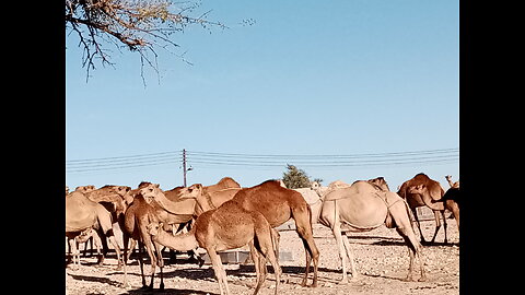 Mountainous Camels of Oman