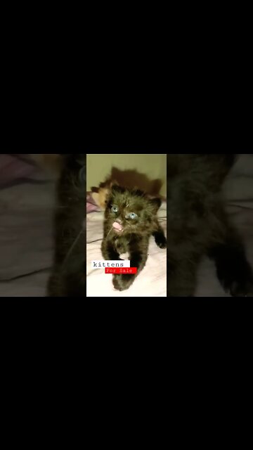 Persian Kitten's PersianCatsZone #location #multan #shorts #persiancats#cutecat #youtubeshorts 🐈