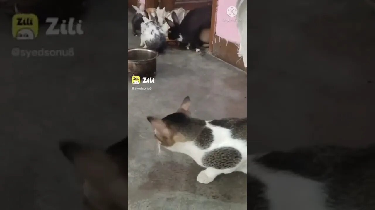 New Funny video 2022, Cat funny videos, cat tiktok, cat zilli, cat video, cat training