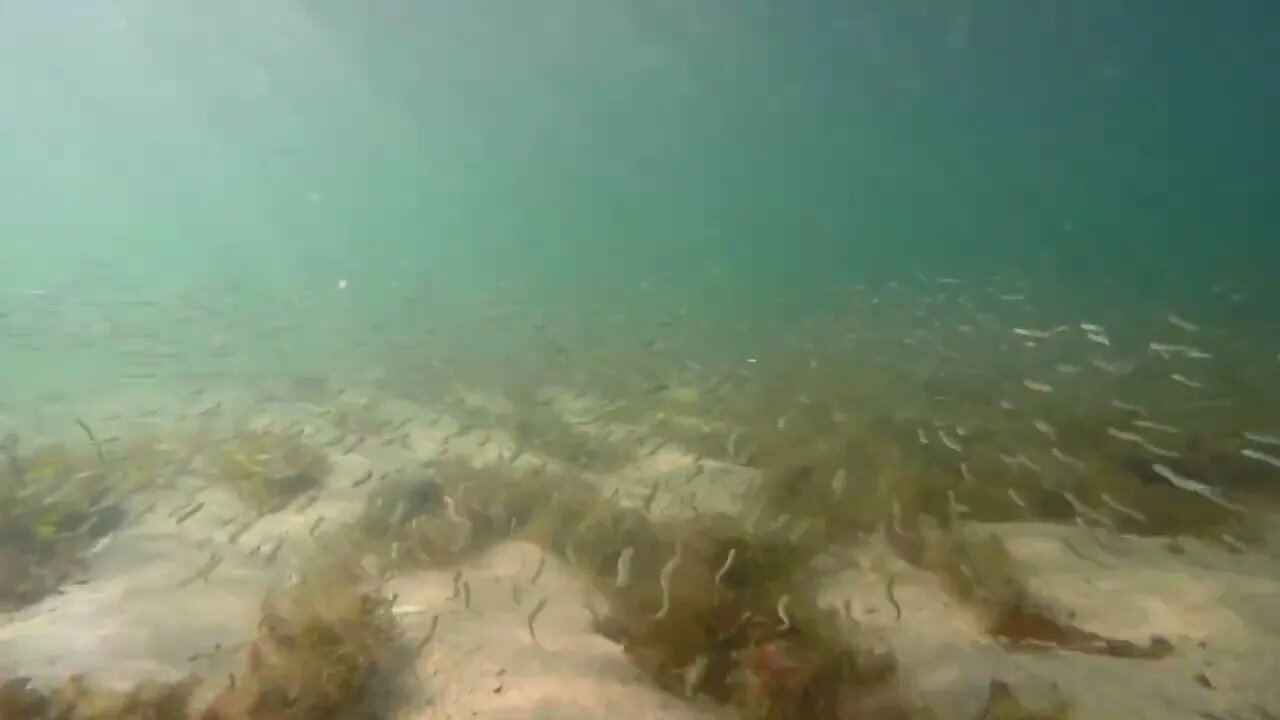 Underwater Of A School Of Shiny Minnows In The Ocean