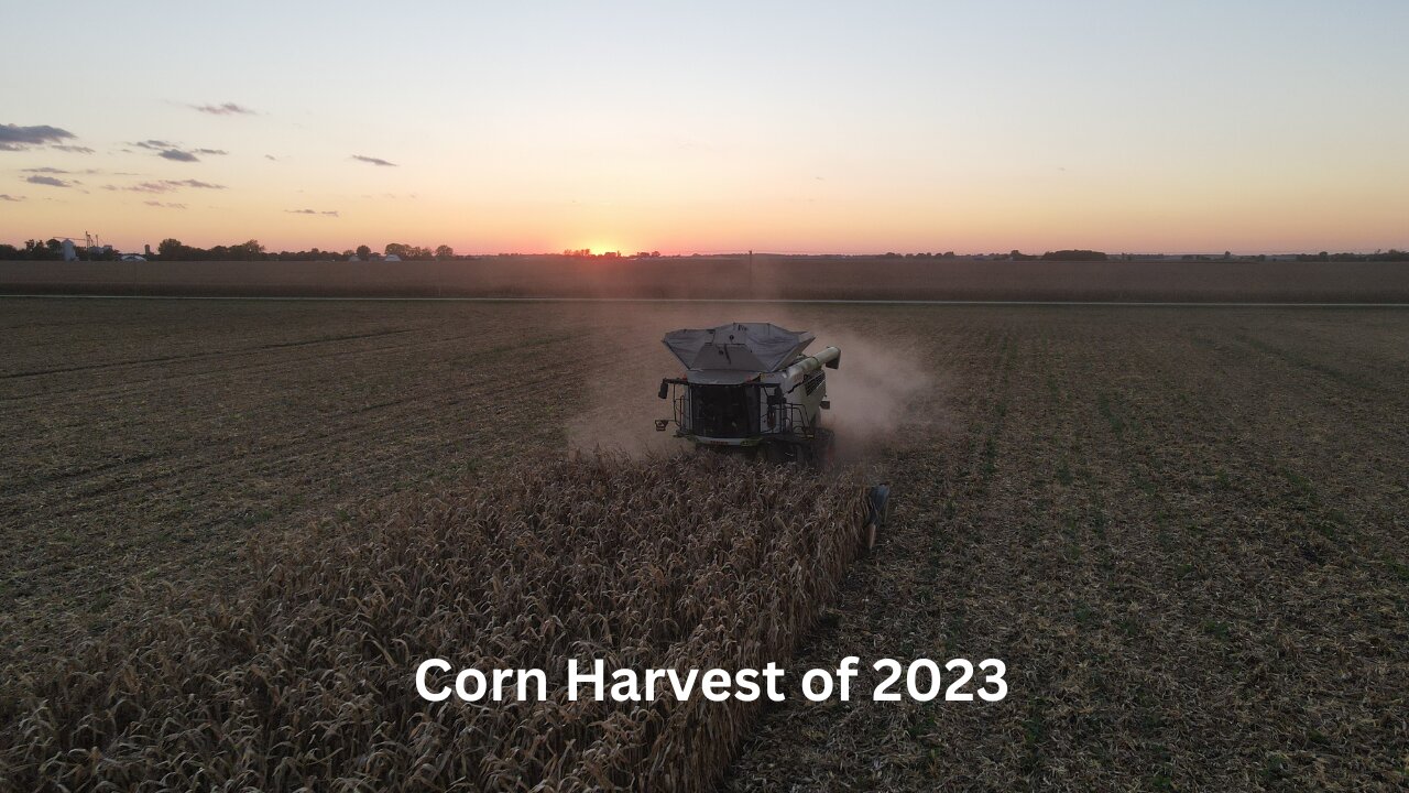 Corn Harvest of 2023