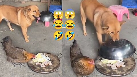 🐕 Dog 🤣🤣🤣 and Chicken funny 🤣🤣 moments