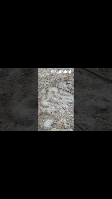 Ready For Dove Season 🕊🔫 #dove #hunting #shorts