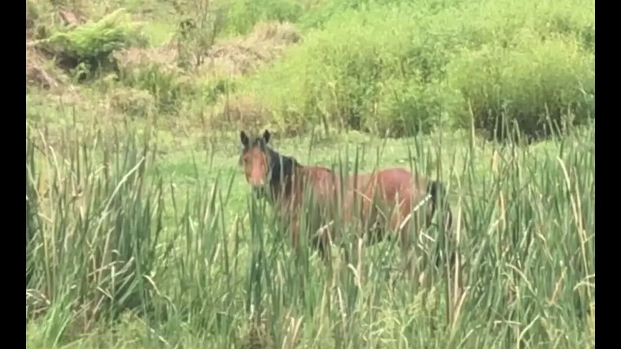 Spying on my brumby boys and Ruby from a distance - they are in a paddock across the creek