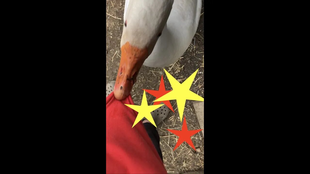 Handling goose attack.