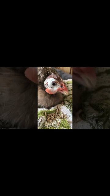 Matilda the Guinea fowl eating 💕