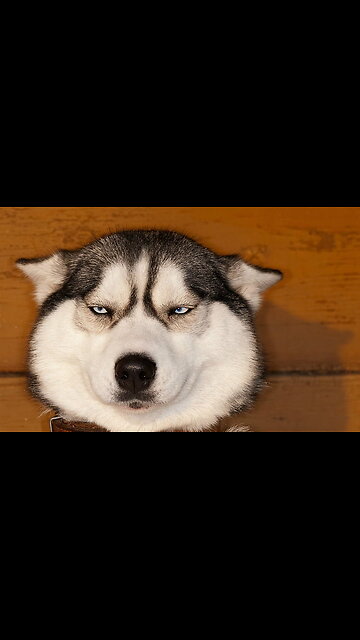 funny cat and dog videos 2024🤣🤣🤣||#98Funny Animals Make You laugh