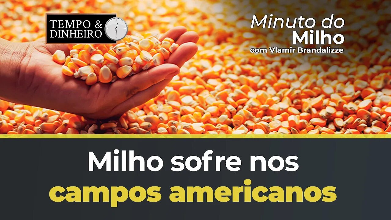 Milho sofre nos campos Americanos e Chicago avança