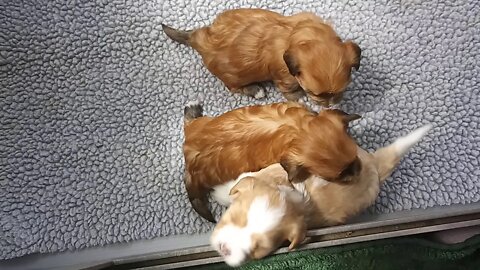 H Litter 3/31(2)
