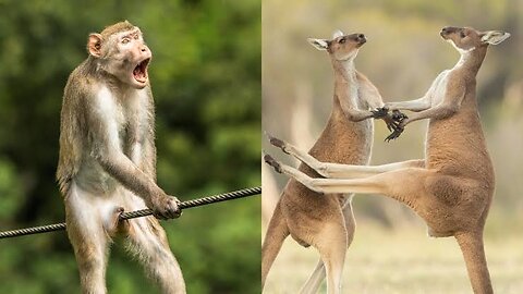 Funny animals 4 🤣🐒🙈 Funny animal videos 📷 #funnyanimals #funnyvideos #funnymemes #fun #entertainment