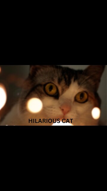 The Impatient One Always Lands In Trouble | Funny Cat