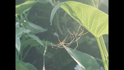 I have an Army of Aquatic Spiders - Muhahahaha