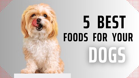 5 best foods for dogs