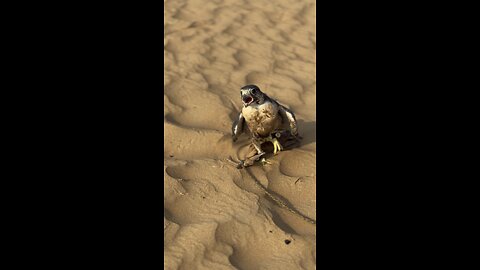 UAE falconry.