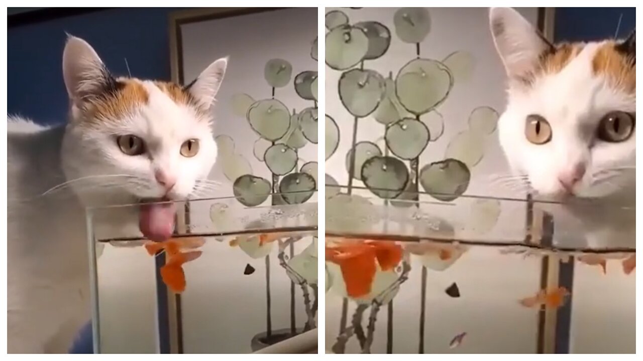 The cat tries to scare the ornamental fish and drinks from the water tank