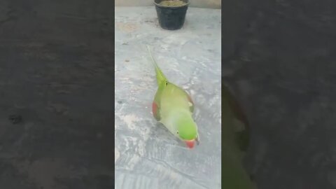 Lovely parrot