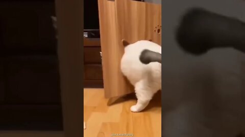 Cat with fat ..., funny video