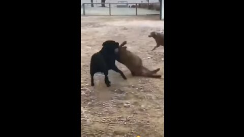 funny animals compilation😘🤣🤣😂