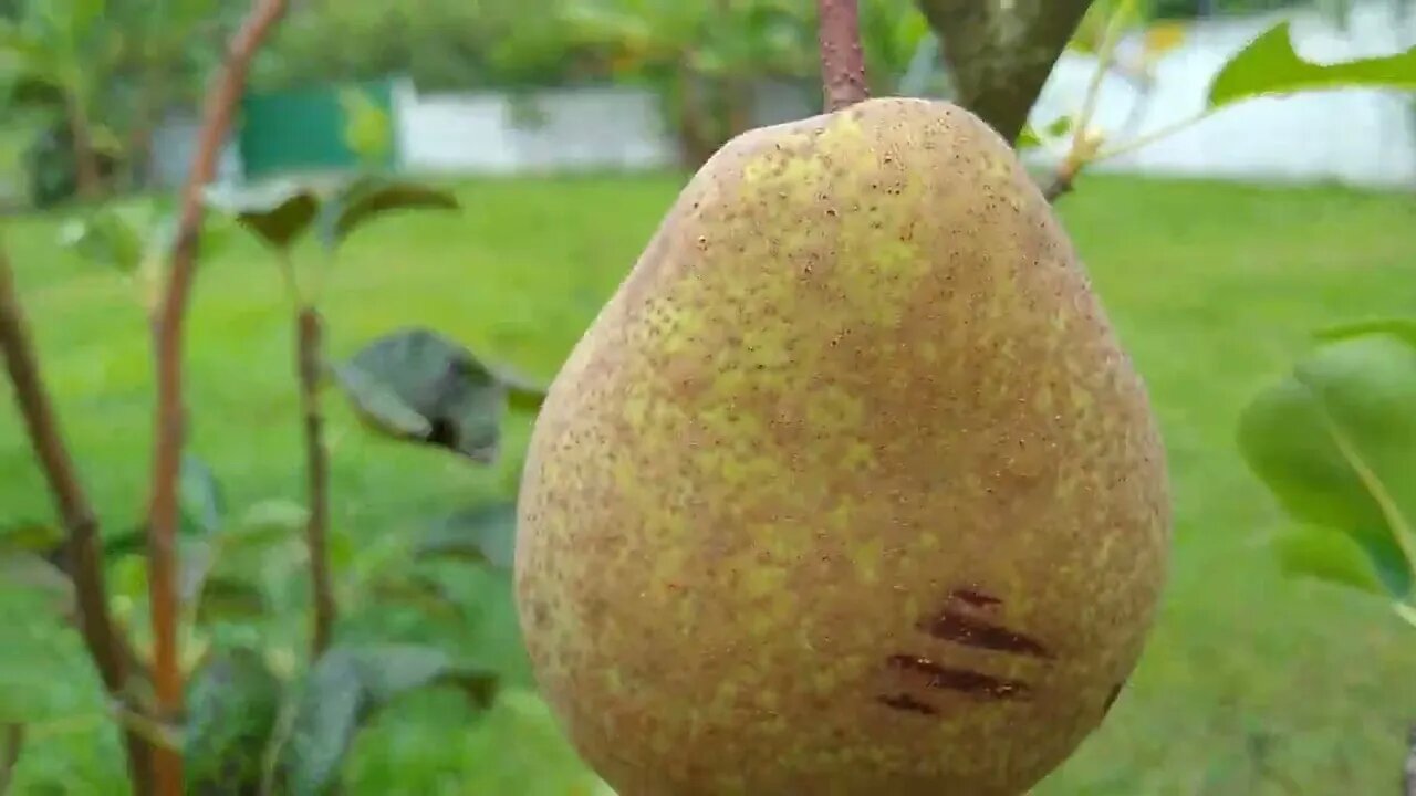 pera 🍐 produzindo em Maricá rio de janeiro Brasil