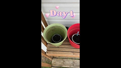 Day 1 of our deck gardening