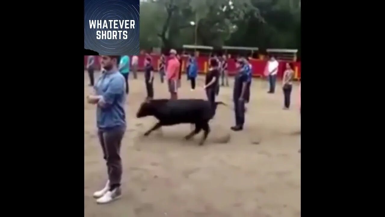 This demonstration proves that bulls aren't hostile until provoked #shorts #animals #bull #attack