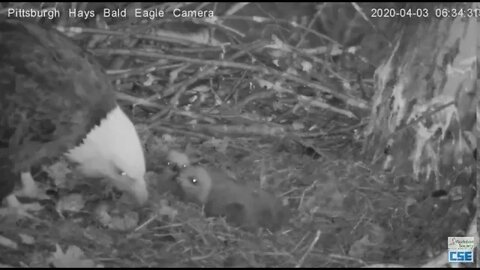 Hays Eagles Eaglets H11 H12 get fed in the dark 2020 04638am