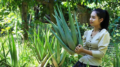 Cooking Aloe Vera Plant in my homeland - Polin Lifestyle